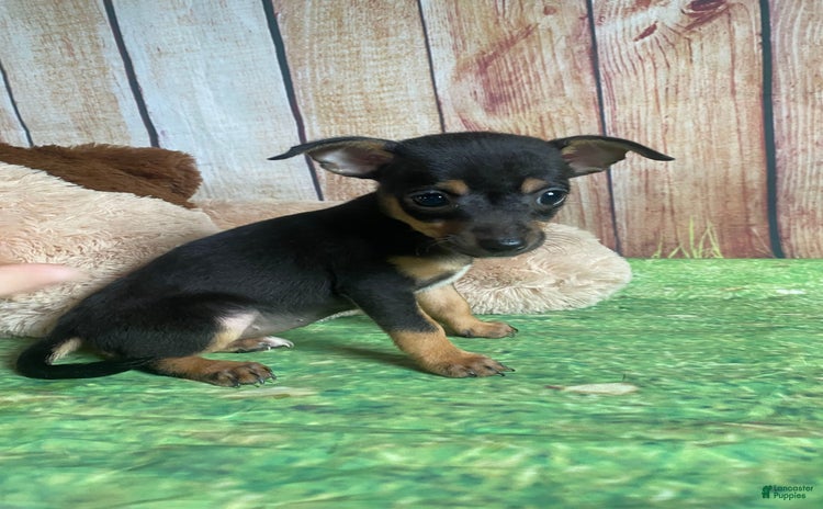 Toy Fox Terrier dogs for sale - Ad 2