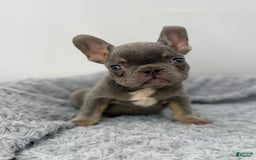 French Bulldog dogs for sale: French Bulldog 7 puppies - Image 5