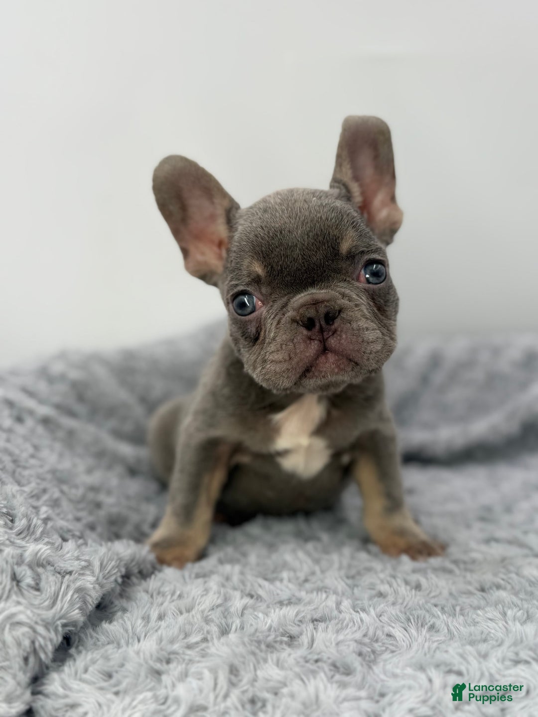 French Bulldog dogs for sale: French Bulldog 7 puppies - Image 5