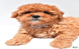 Cavapoo dogs for sale: Riley - Image 7
