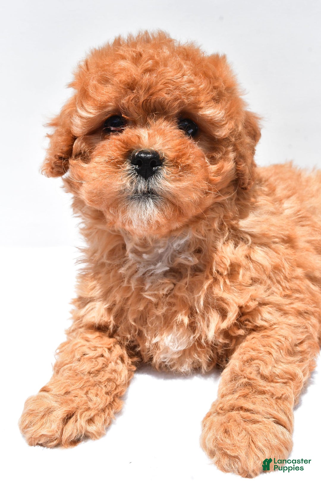 Cavapoo dogs for sale: Riley - Image 7