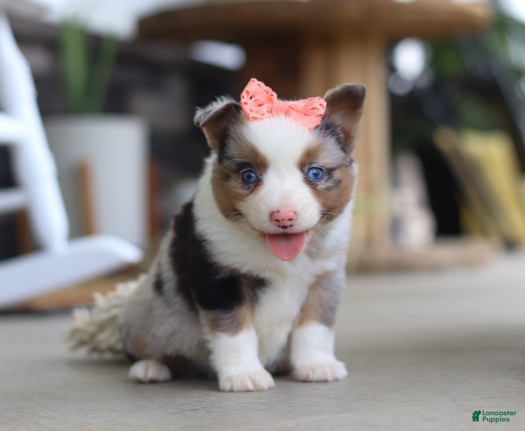 Australian Shepherd dogs for sale: Zoey - Image 3