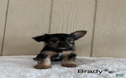 Yorkshire Terrier dogs for sale: Brady - Image 2