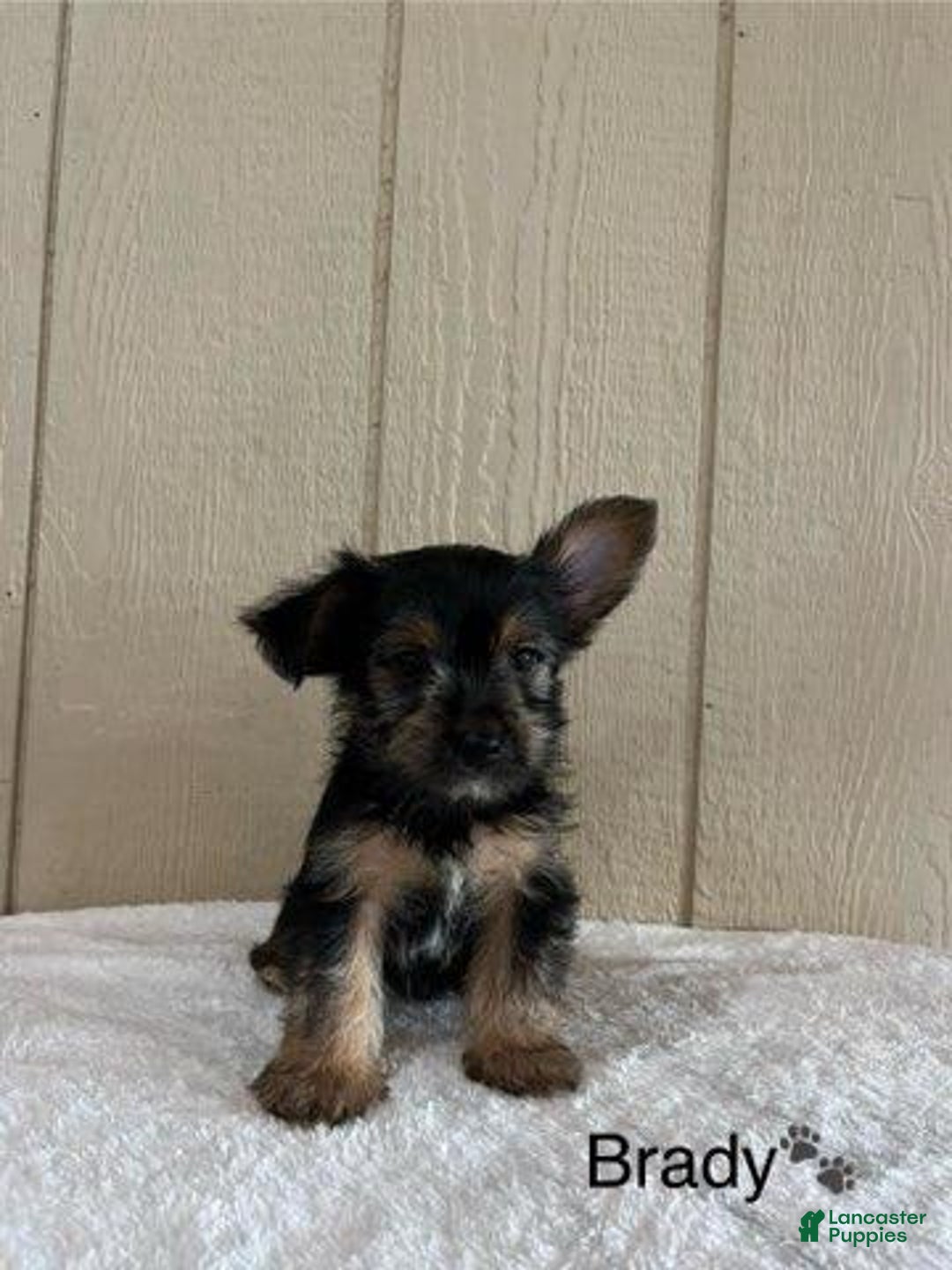 Yorkshire Terrier dogs for sale: Brady - Image 2