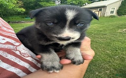 Gerberian Shepsky dogs for sale: Princess - Image 13