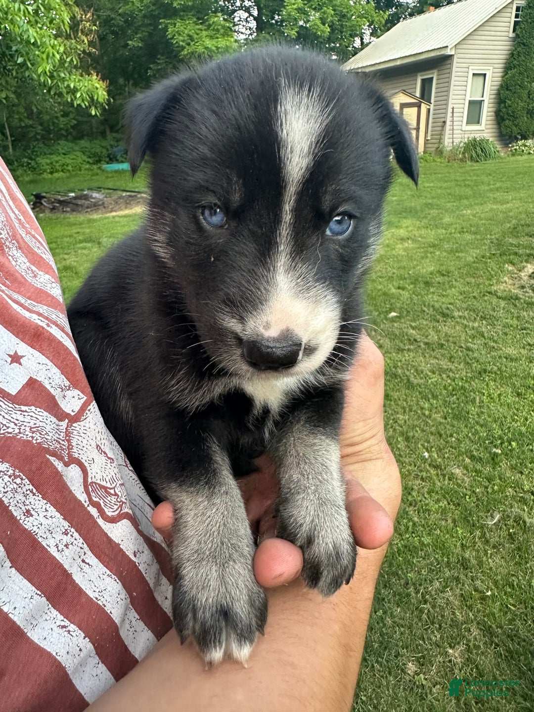 Gerberian Shepsky dogs for sale: Princess - Image 13