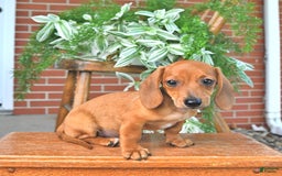 Miniature Dachshund dogs for sale: Tim - Image 3