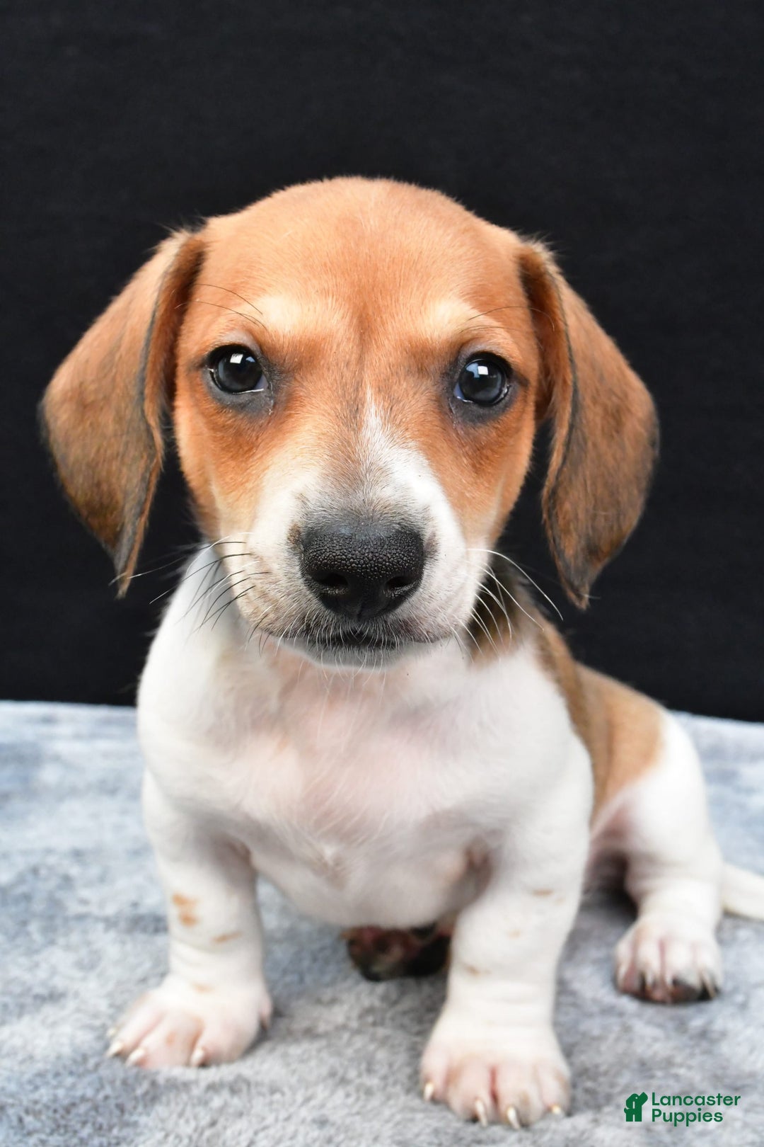 Miniature Dachshund dogs for sale: Jip - Image 2