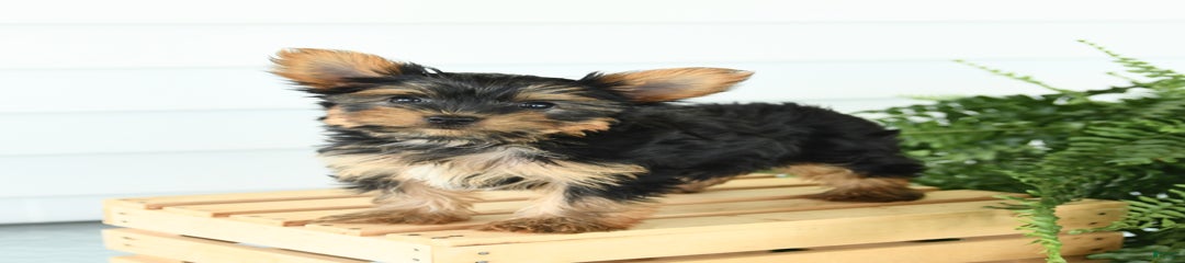 Peanut