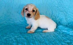 Miniature Dachshund dogs for sale: Libby LH - Image 2