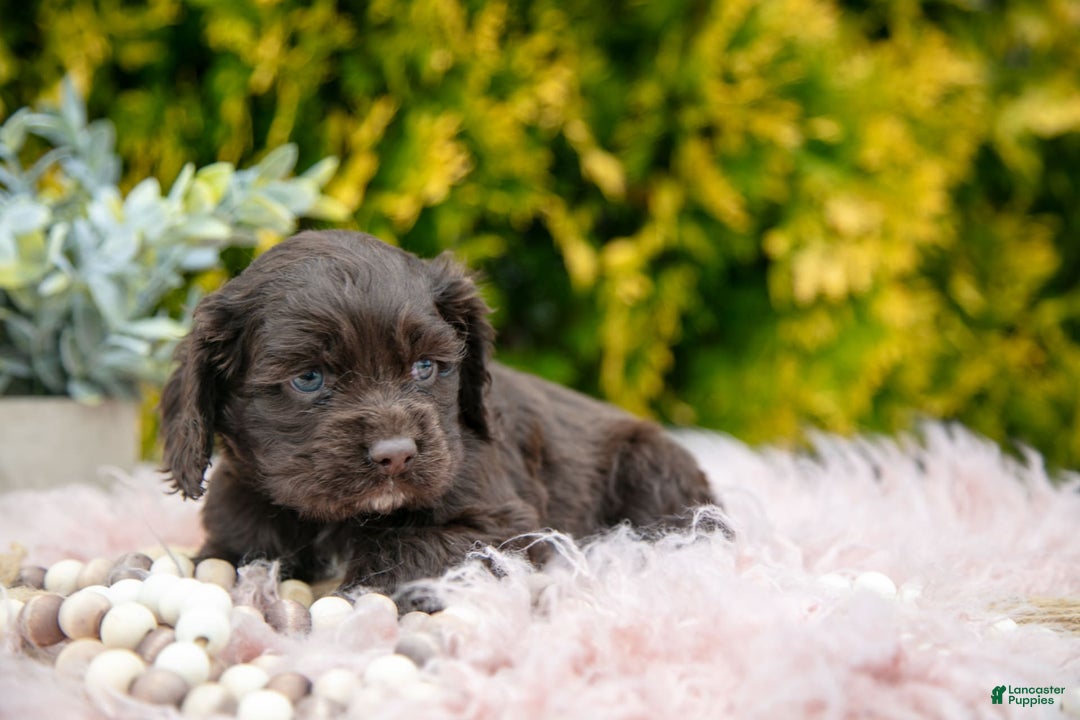Cocker Spaniel dogs for sale: Dolly - Image 2