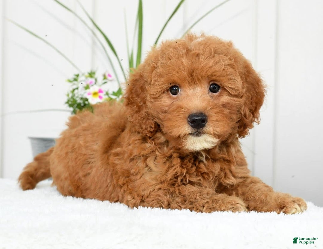Mini Goldendoodle dogs for sale: Harver - Image 4