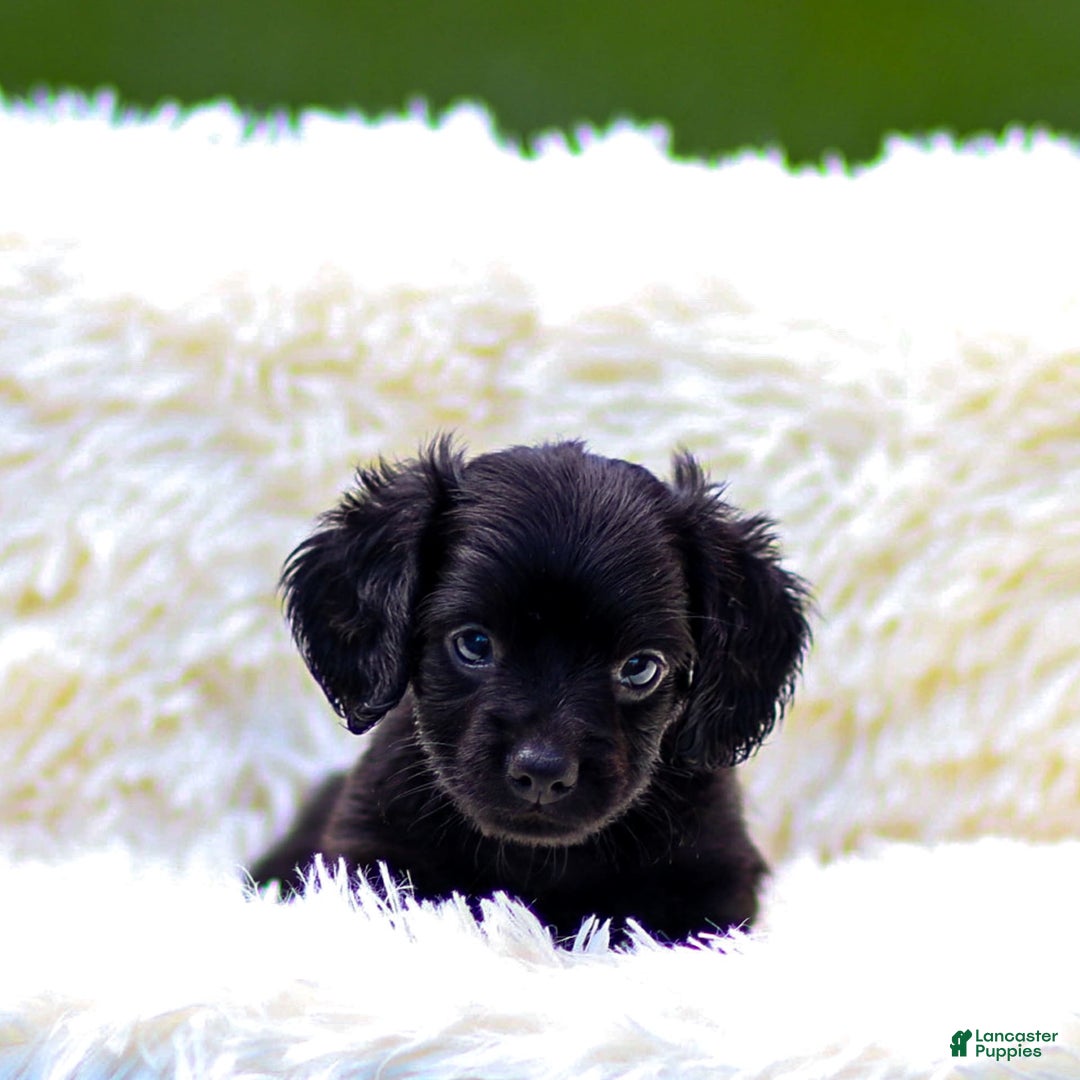 Miniature Dachshund dogs for sale: Fiona - Image 4