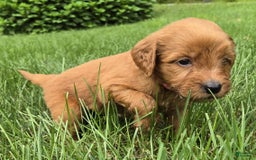 Goldendoodle dogs for sale: Rosie - Image 3