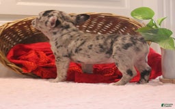 French Bulldog dogs for sale: French Bulldog 3 puppies - Image 9