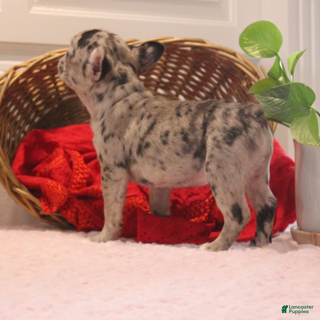 French Bulldog dogs for sale: French Bulldog 3 puppies - Image 9