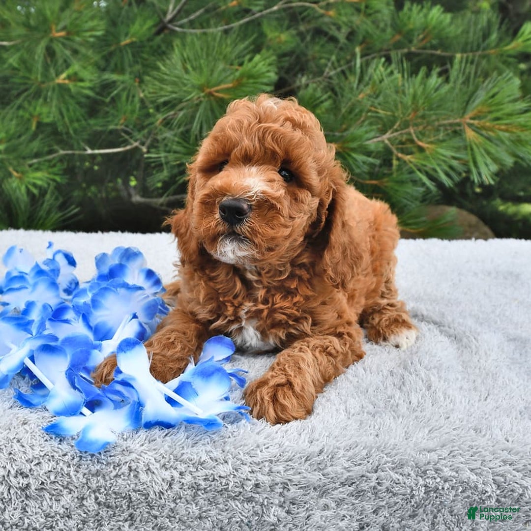 Mini Goldendoodle dogs for sale: Edger - Image 21