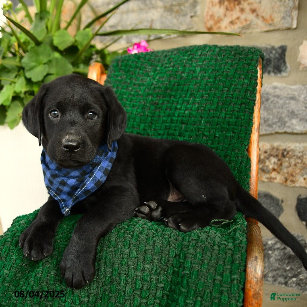 Labrador Retriever dogs for sale: Nutella - Image 5