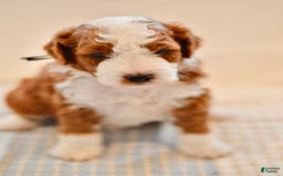 Goldendoodle dogs for sale: Denali - Image 7