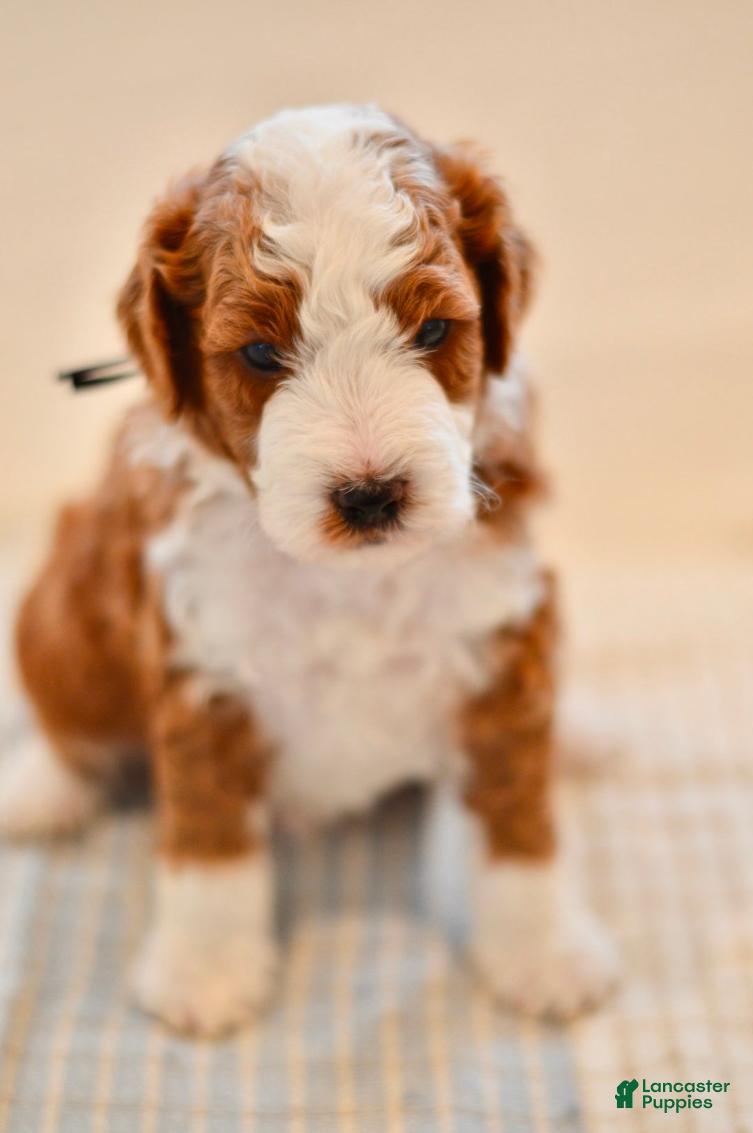 Goldendoodle dogs for sale: Denali - Image 7
