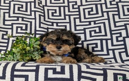 Yorkiepoo dogs for sale: Lowell Toy size - Image 5