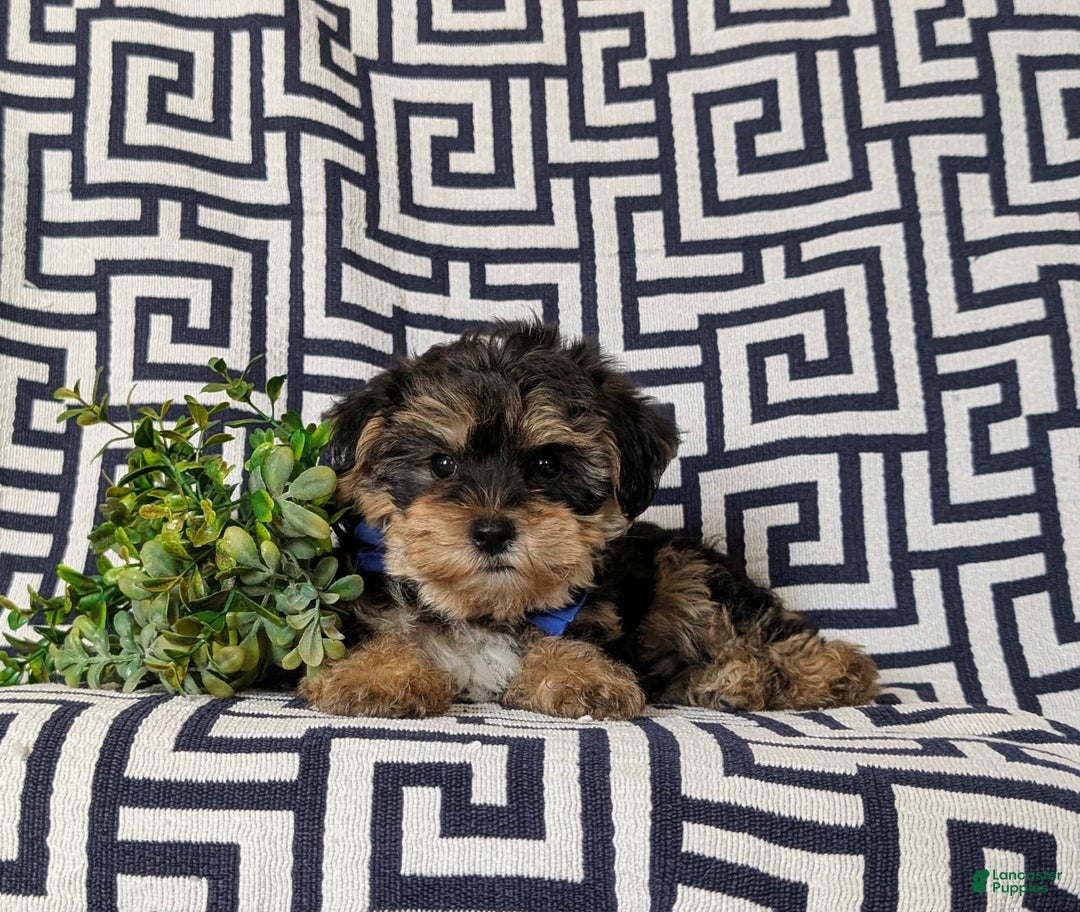 Yorkiepoo dogs for sale: Lowell Toy size - Image 5