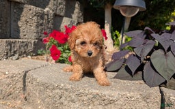 Cavapoo dogs for sale: Kobe - Image 2