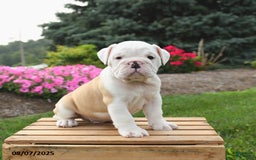 English Bulldog dogs for sale: Caesar - Image 4