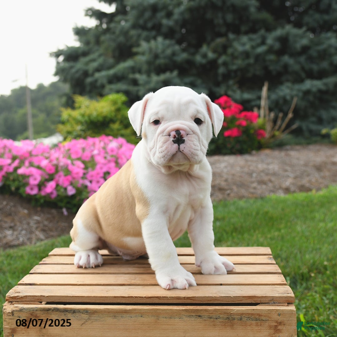 English Bulldog dogs for sale: Caesar - Image 4