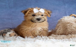 Yochon dogs for sale: Titus - Image 22