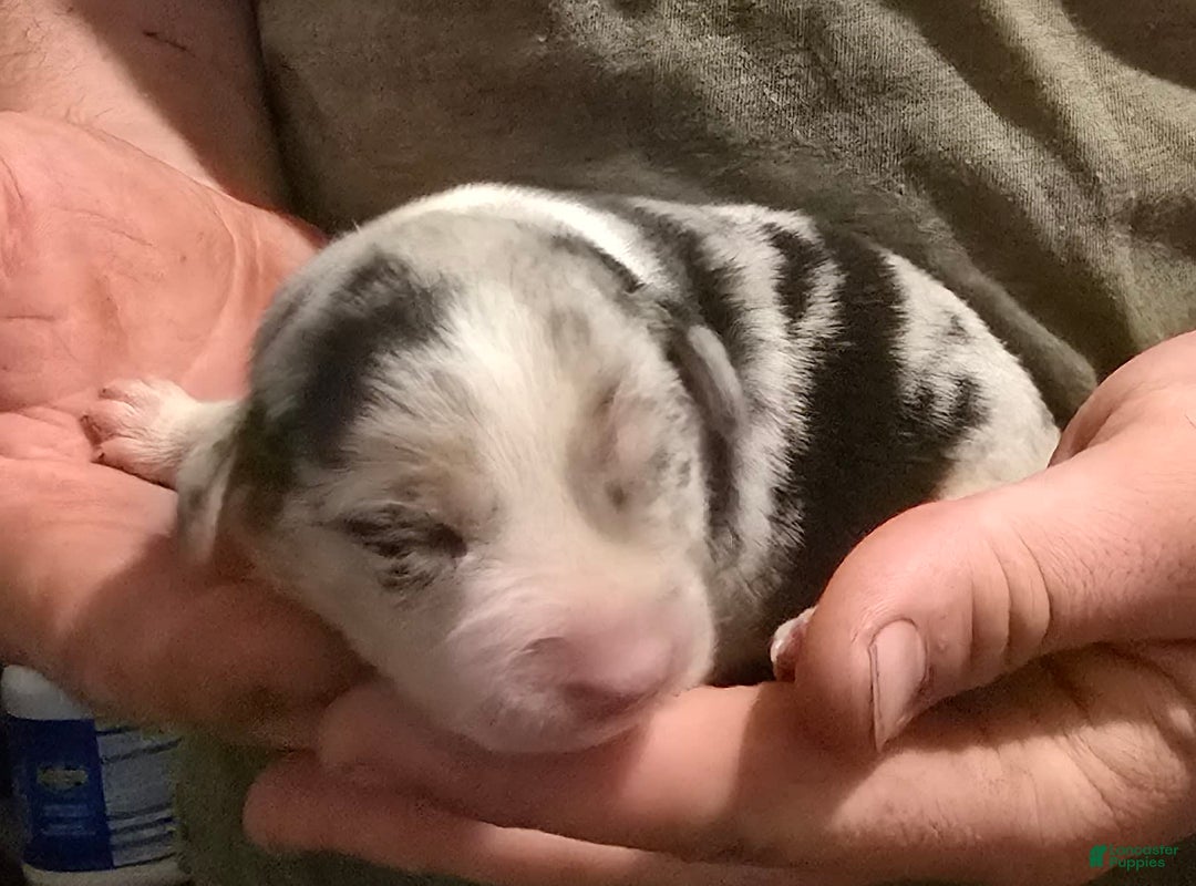 Miniature Australian Shepherd dogs for sale: Lucas - Image 1