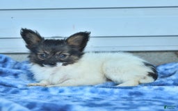 Papillon dogs for sale: Mia - Image 10