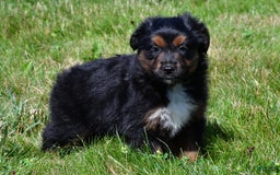 Miniature Australian Shepherd dogs for sale: Natasha - Image 11