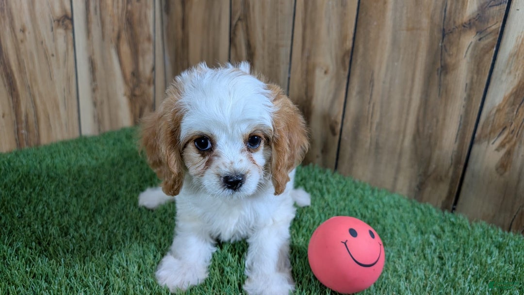 Cavapoo dogs for sale: Fiona Girl 1 - Image 7