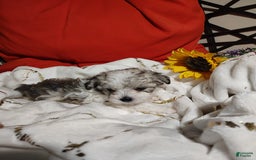 Maltipoo dogs for sale: Sweet Pea - Image 9