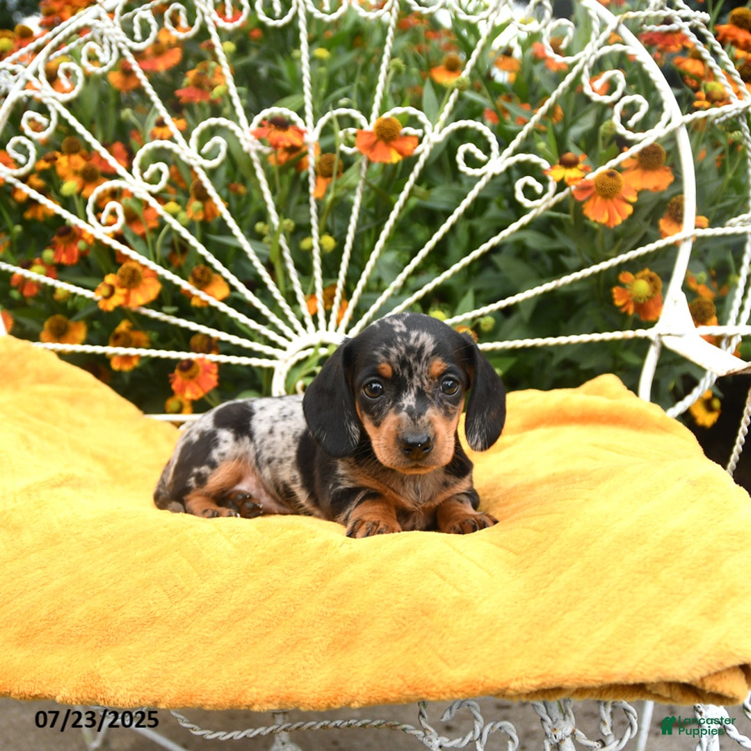 Miniature Dachshund dogs for sale: Wendy - Image 2