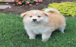 Pomsky dogs for sale: Hero - Image 1