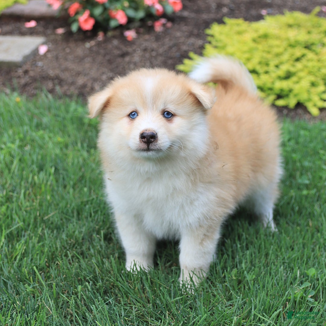 Pomsky dogs for sale: Hero - Image 1