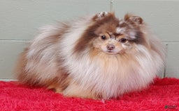 Pomeranian dogs for sale: Santiago - Image 5