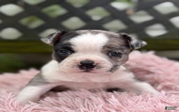 Frenchton dogs for sale: Jaida - Image 1