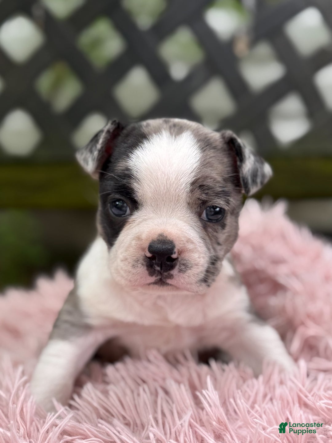 Frenchton dogs for sale: Jaida - Image 1