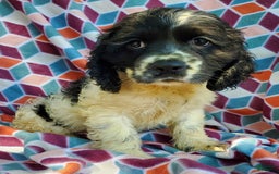 Cocker Spaniel dogs for sale: Nash - Image 5