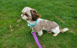 Shih Tzu dogs for sale: Weston - Image 12