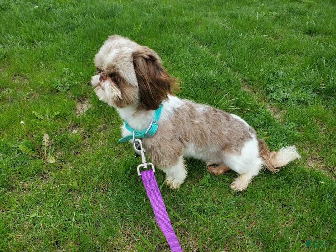 Shih Tzu dogs for sale: Weston - Image 12