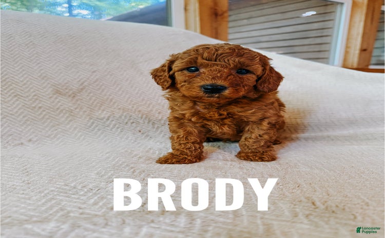 Mini Goldendoodle dogs for sale - Ad 2