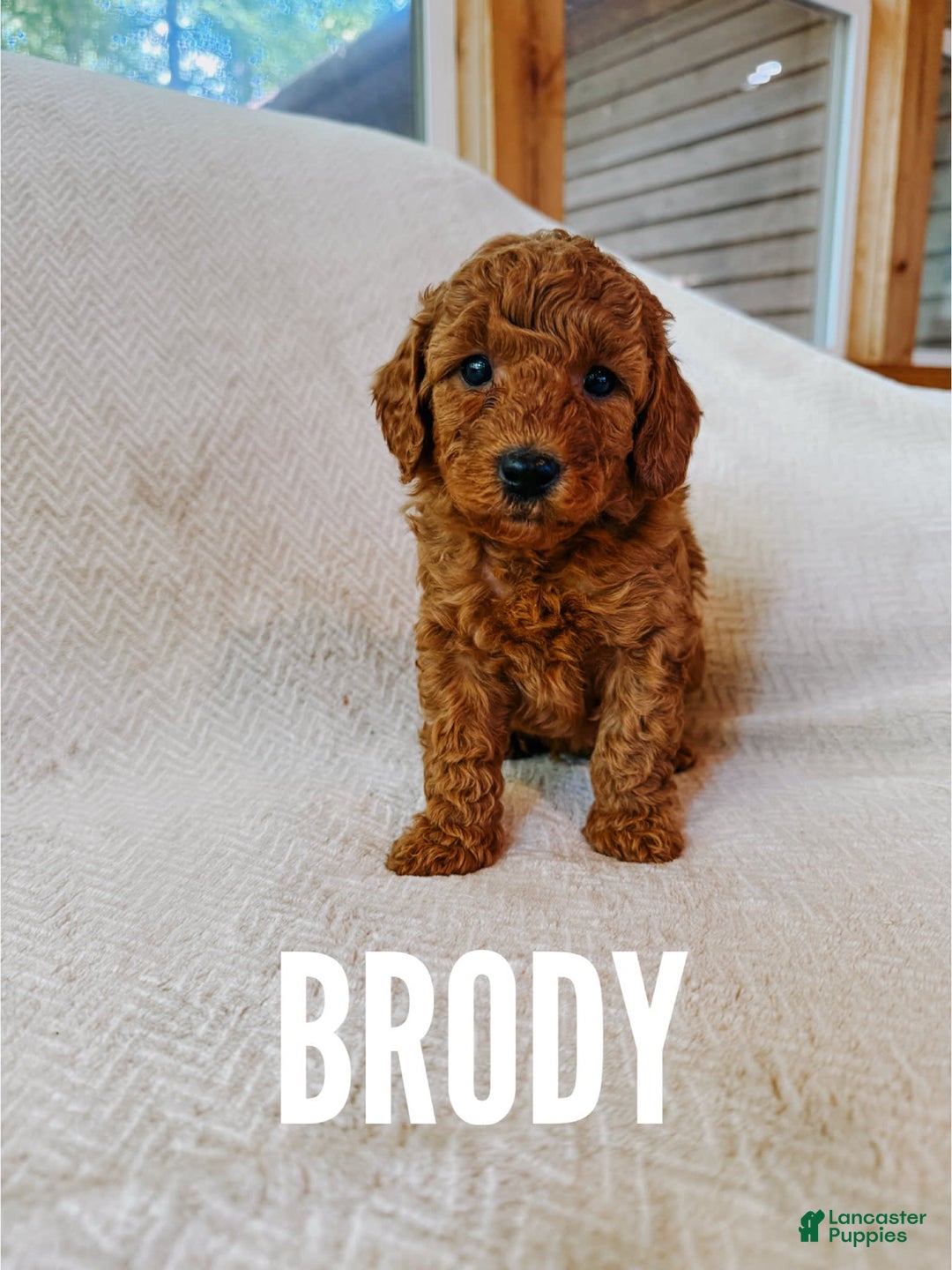 Mini Goldendoodle dogs for sale: Brody - Image 1