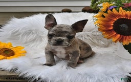 French Bulldog dogs for sale: Hero - Image 4