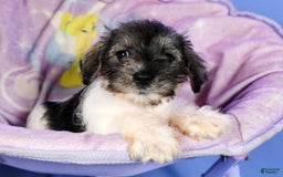 Miniature Schnauzer dogs for sale: Bella - Image 9