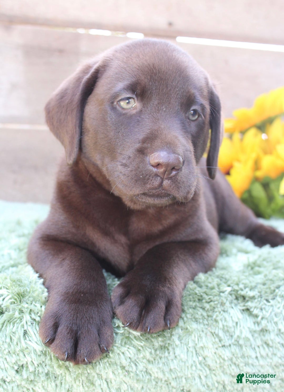 Labrador Retriever dogs for sale: Corky - Image 3