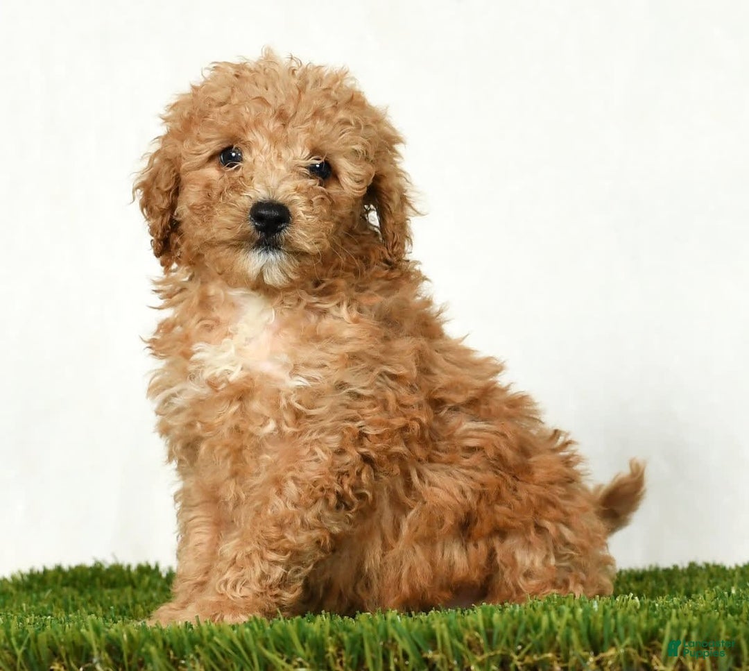 Mini Goldendoodle dogs for sale: Dolly - Image 3